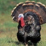 Two Night Hunting Trip for 4 Two Night Hunting Trip for 4