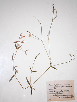 antique-botanical antique-botanical