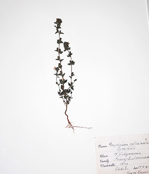 antique-botanical2 antique-botanical2