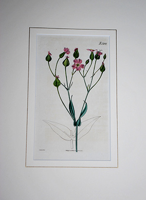 framed-botanical-print framed-botanical-print